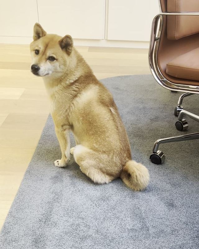 Tsu, le shiba du cabinet, assis sur le tapis des bureaux de la rue Serpente